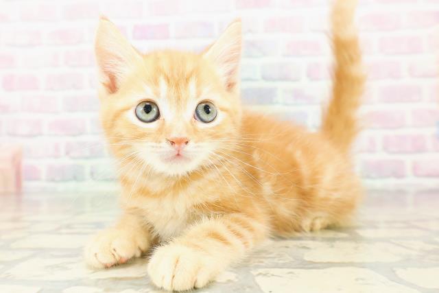 神奈川県のアメリカンカール (Coo&RIKUパウ川崎店/2026年3月7日生まれ/男の子/レッドタビー)の子猫の2枚目の画像