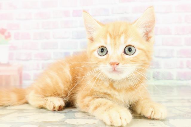 神奈川県のアメリカンカール (Coo&RIKUパウ川崎店/2026年3月7日生まれ/男の子/レッドタビー)の子猫の3枚目の画像