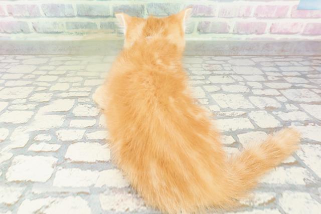 神奈川県のアメリカンカール (Coo&RIKUパウ川崎店/2026年3月7日生まれ/男の子/レッドタビー)の子猫の4枚目の画像