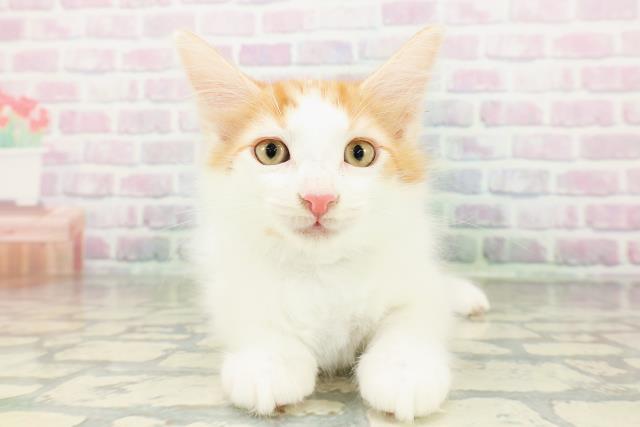 北海道のメインクーン (Coo&RIKU札幌西店/2026年2月18日生まれ/男の子/レッドタビーホワイト)の子猫の1枚目の画像
