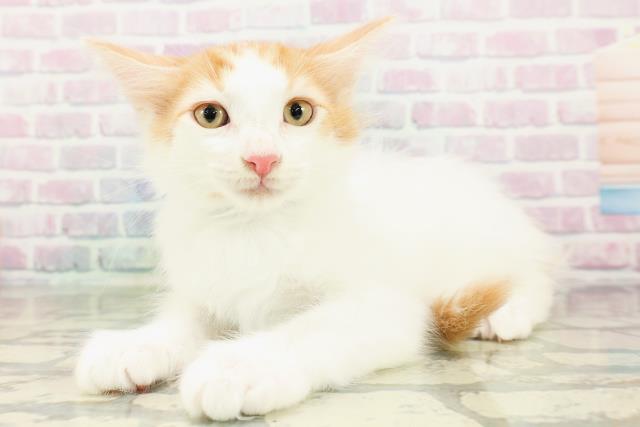 北海道のメインクーン (Coo&RIKU札幌西店/2026年2月18日生まれ/男の子/レッドタビーホワイト)の子猫の2枚目の画像