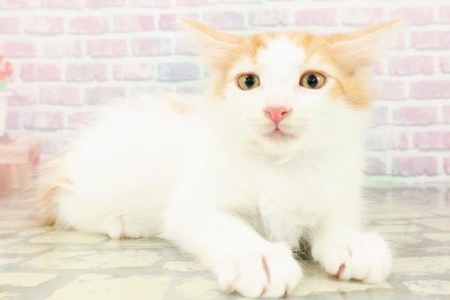 北海道のメインクーン (Coo&RIKU札幌西店/2026年2月18日生まれ/男の子/レッドタビーホワイト)の子猫の3枚目の画像