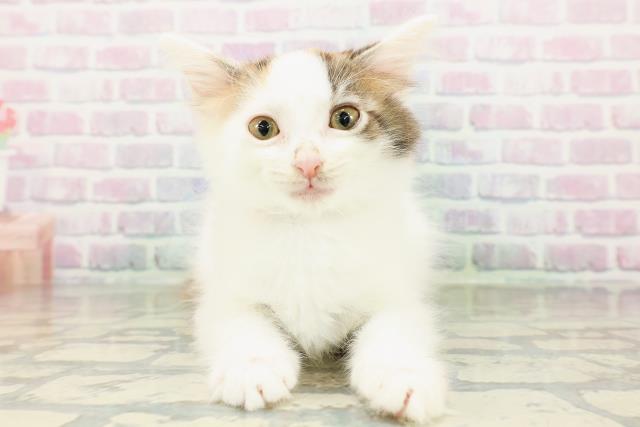 青森県のメインクーン (Coo&RIKU八戸店/2026年2月18日生まれ/女の子/キャリコ)の子猫
