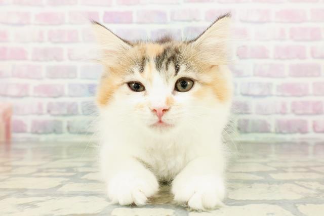 青森県のラガマフィン (Coo&RIKU八戸店/2026年2月26日生まれ/女の子/キャリコ)の子猫