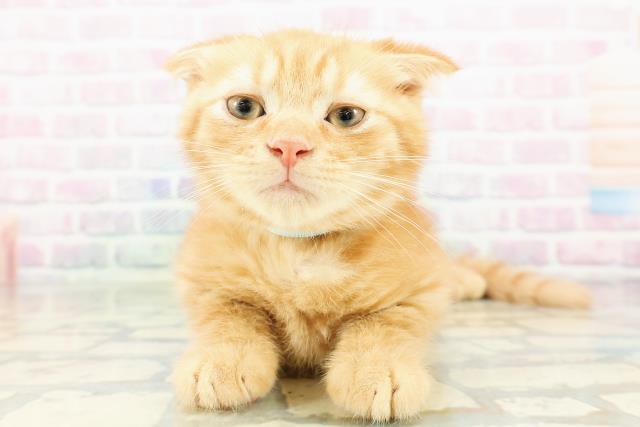 栃木県のスコティッシュフォールド (Coo&RIKU小山店/2026年2月17日生まれ/男の子/レッドタビー)の子猫の1枚目の画像
