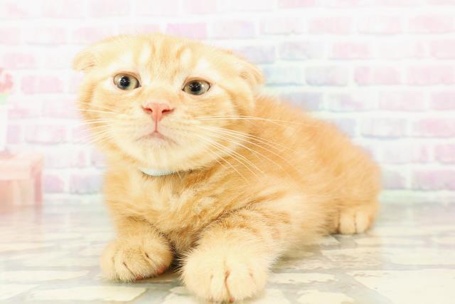 栃木県のスコティッシュフォールド (Coo&RIKU小山店/2026年2月17日生まれ/男の子/レッドタビー)の子猫の2枚目の画像