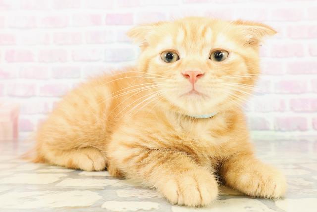 栃木県のスコティッシュフォールド (Coo&RIKU小山店/2026年2月17日生まれ/男の子/レッドタビー)の子猫の3枚目の画像