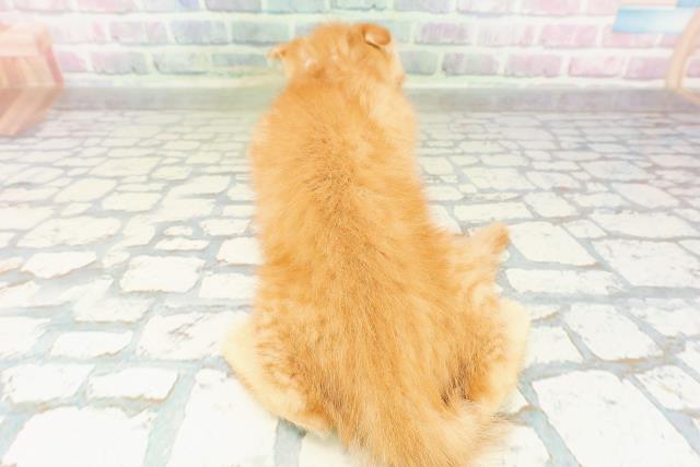 栃木県のスコティッシュフォールド (Coo&RIKU小山店/2026年2月17日生まれ/男の子/レッドタビー)の子猫の4枚目の画像