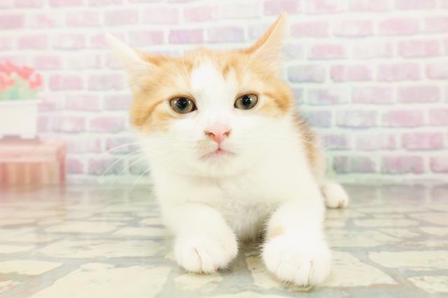 福島県のスコティッシュフォールド (Coo&RIKUいわき店/2026年2月17日生まれ/女の子/キャリコ)の子猫の1枚目の画像