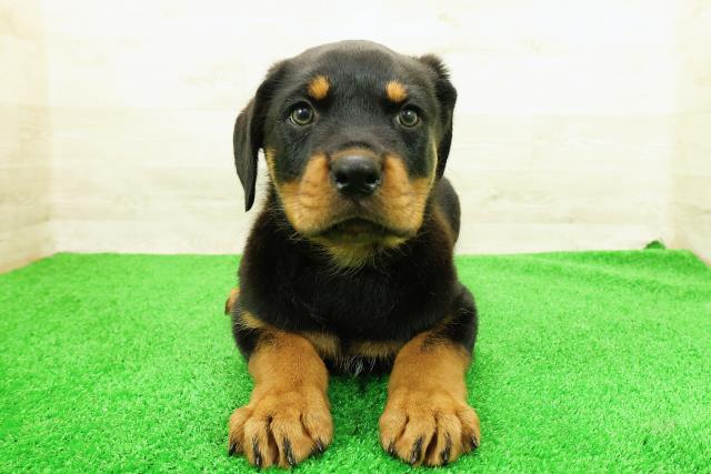 栃木県のロットワイラー (Coo&RIKUFKDインターパーク店/2026年3月8日生まれ/女の子/ブラックタン)の子犬の1枚目の画像