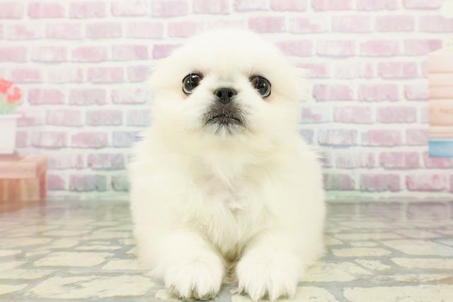 東京都のペキニーズ (Coo&RIKU江戸川店/2026年3月4日生まれ/男の子/ホワイト)の子犬の1枚目の画像