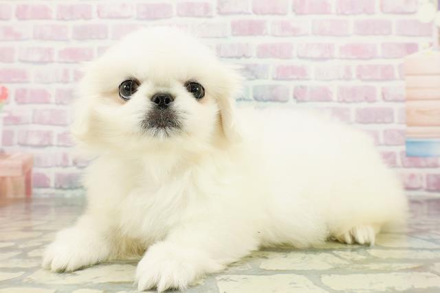 東京都のペキニーズ (Coo&RIKU江戸川店/2026年3月4日生まれ/男の子/ホワイト)の子犬の2枚目の画像
