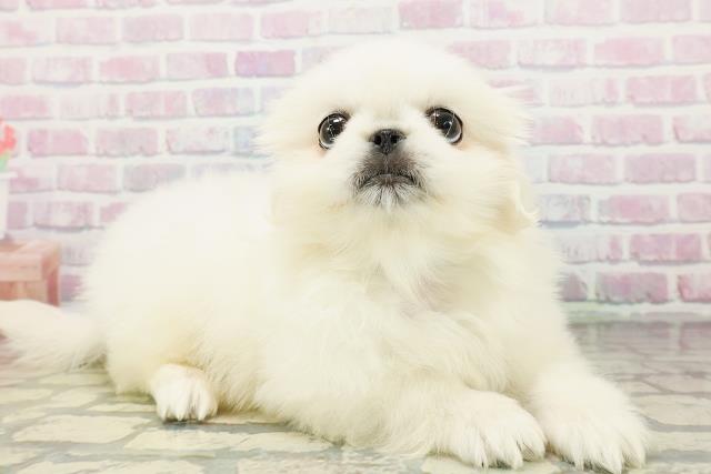 東京都のペキニーズ (Coo&RIKU江戸川店/2026年3月4日生まれ/男の子/ホワイト)の子犬の3枚目の画像