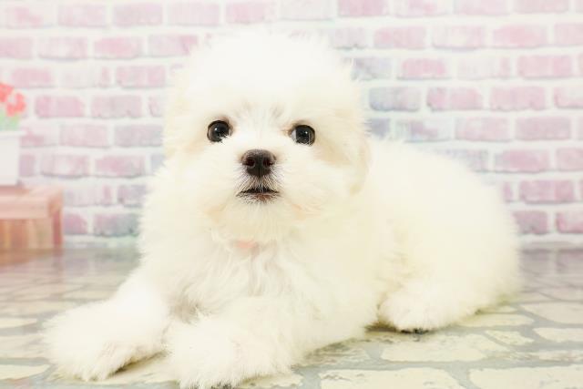 長野県のマルチーズ (Coo&RIKU綿半諏訪店/2026年3月5日生まれ/女の子/ホワイト)の子犬の2枚目の画像