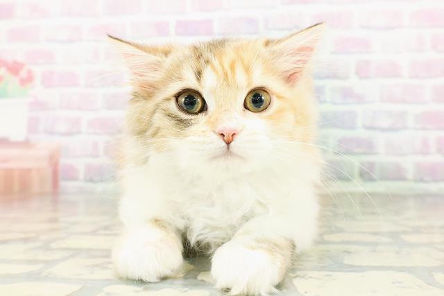 秋田県のミヌエット (Coo&RIKU秋田店/2026年2月6日生まれ/女の子/キャリコ)の子猫の1枚目の画像