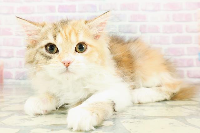 秋田県のミヌエット (Coo&RIKU秋田店/2026年2月6日生まれ/女の子/キャリコ)の子猫の2枚目の画像