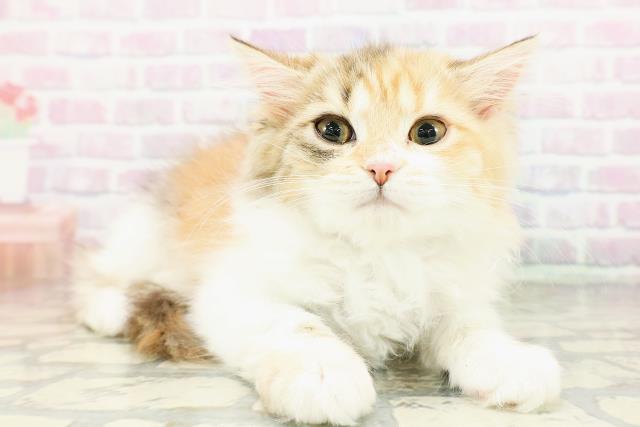 秋田県のミヌエット (Coo&RIKU秋田店/2026年2月6日生まれ/女の子/キャリコ)の子猫の3枚目の画像