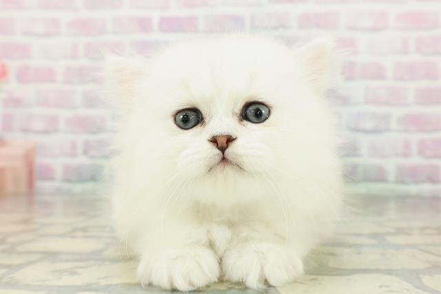 東京都のペルシャ (Coo&RIKU武蔵小山店/2026年3月6日生まれ/男の子/シルバー)の子猫の1枚目の画像