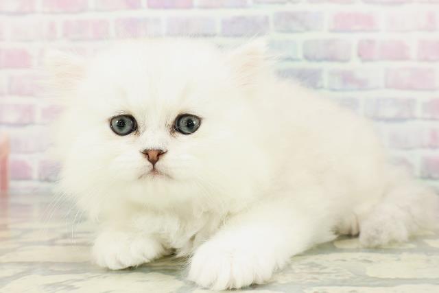 東京都のペルシャ (Coo&RIKU武蔵小山店/2026年3月6日生まれ/男の子/シルバー)の子猫の2枚目の画像