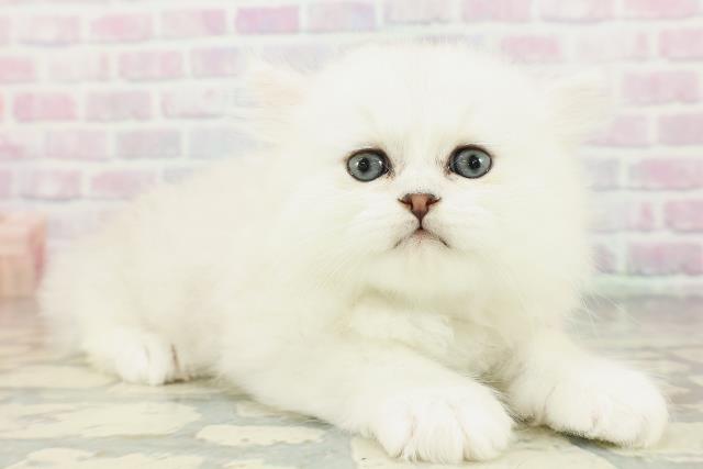 東京都のペルシャ (Coo&RIKU武蔵小山店/2026年3月6日生まれ/男の子/シルバー)の子猫の3枚目の画像