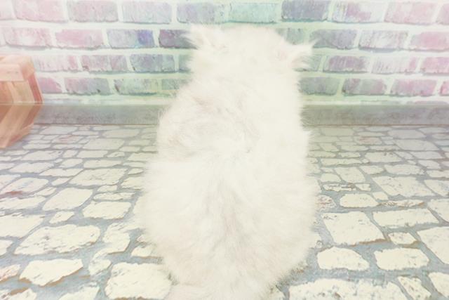 東京都のペルシャ (Coo&RIKU武蔵小山店/2026年3月6日生まれ/男の子/シルバー)の子猫の4枚目の画像