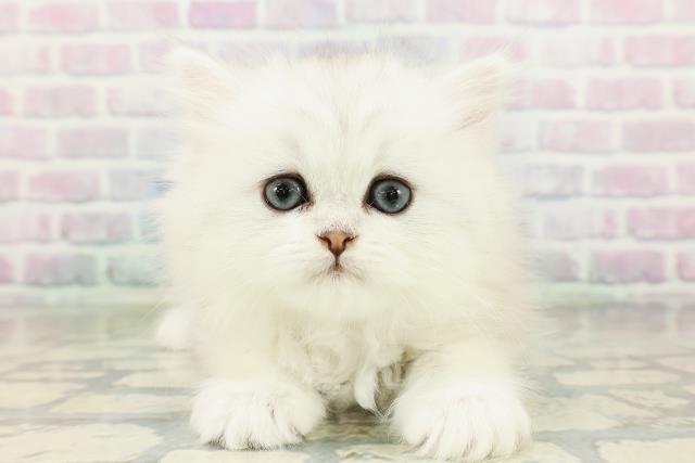 東京都のペルシャ (Coo&RIKU中野サンモール店/2026年3月6日生まれ/女の子/シルバー)の子猫の1枚目の画像