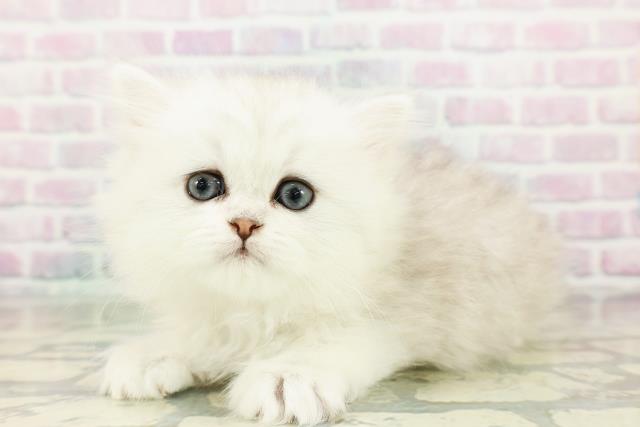 東京都のペルシャ (Coo&RIKU中野サンモール店/2026年3月6日生まれ/女の子/シルバー)の子猫の2枚目の画像