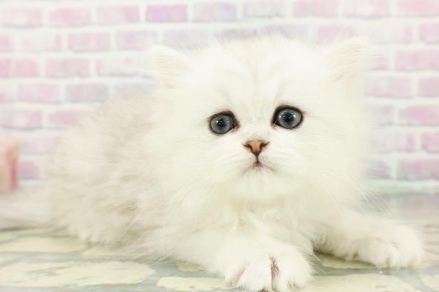 東京都のペルシャ (Coo&RIKU中野サンモール店/2026年3月6日生まれ/女の子/シルバー)の子猫の3枚目の画像