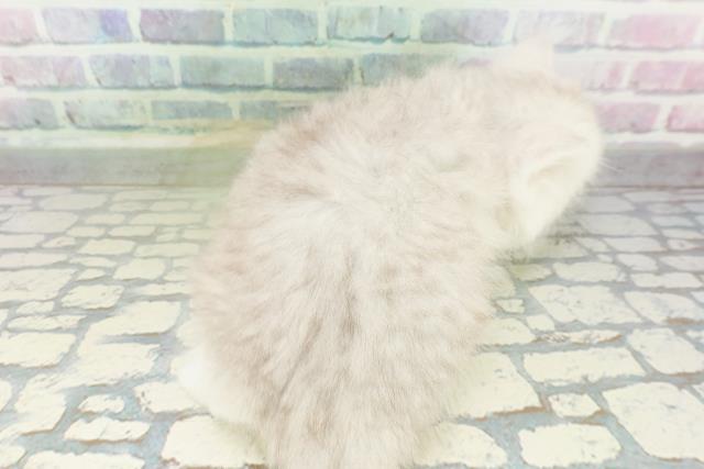 東京都のペルシャ (Coo&RIKU中野サンモール店/2026年3月6日生まれ/女の子/シルバー)の子猫の4枚目の画像