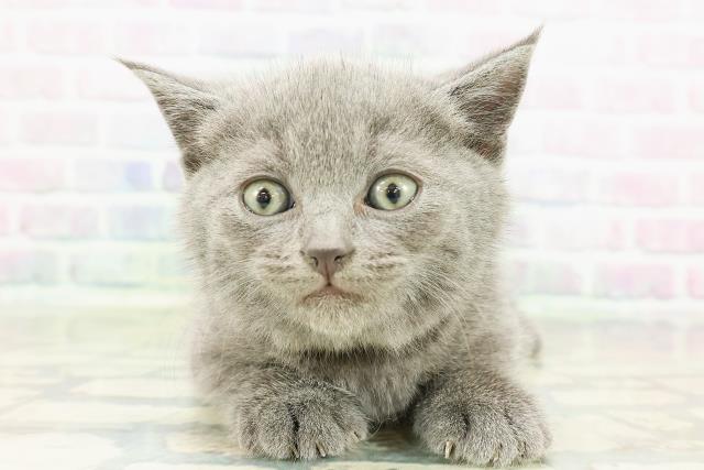 北海道のブリティッシュショートヘアー (Coo&RIKU旭川店/2026年3月8日生まれ/男の子/ブルー)の子猫の1枚目の画像