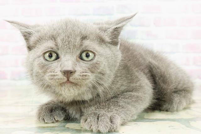 北海道のブリティッシュショートヘアー (Coo&RIKU旭川店/2026年3月8日生まれ/男の子/ブルー)の子猫の2枚目の画像