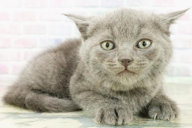 北海道のブリティッシュショートヘアー (Coo&RIKU旭川店/2026年3月8日生まれ/男の子/ブルー)の子猫の3枚目の画像