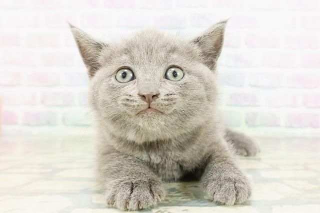 北海道のブリティッシュショートヘアー (Coo&RIKU帯広店/2026年3月8日生まれ/男の子/ブルー)の子猫の1枚目の画像