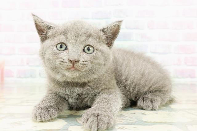 北海道のブリティッシュショートヘアー (Coo&RIKU帯広店/2026年3月8日生まれ/男の子/ブルー)の子猫の2枚目の画像