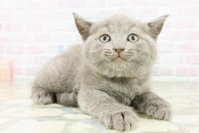 北海道のブリティッシュショートヘアー (Coo&RIKU帯広店/2026年3月8日生まれ/男の子/ブルー)の子猫の3枚目の画像