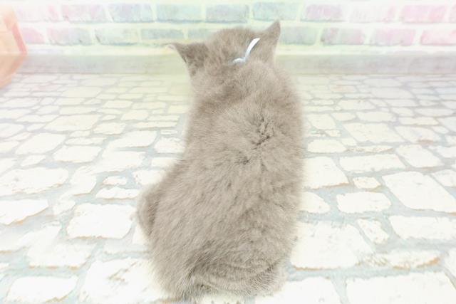 北海道のブリティッシュショートヘアー (Coo&RIKU帯広店/2026年3月8日生まれ/男の子/ブルー)の子猫の4枚目の画像