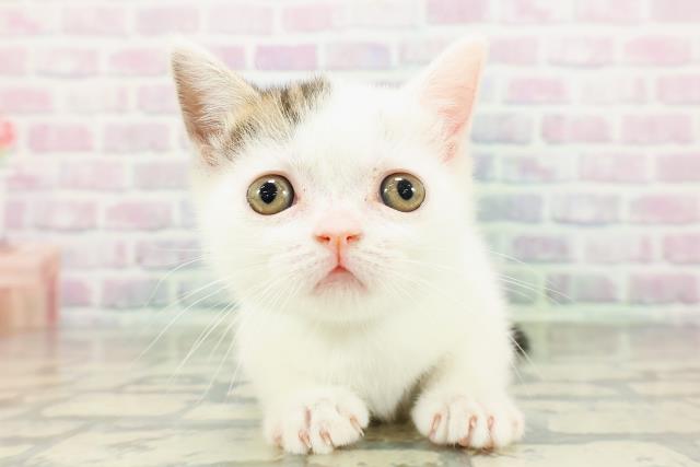 東京都のマンチカン (Coo&RIKU阿佐ヶ谷店/2026年3月4日生まれ/男の子/ブラウンタビーホワイト)の子猫の1枚目の画像