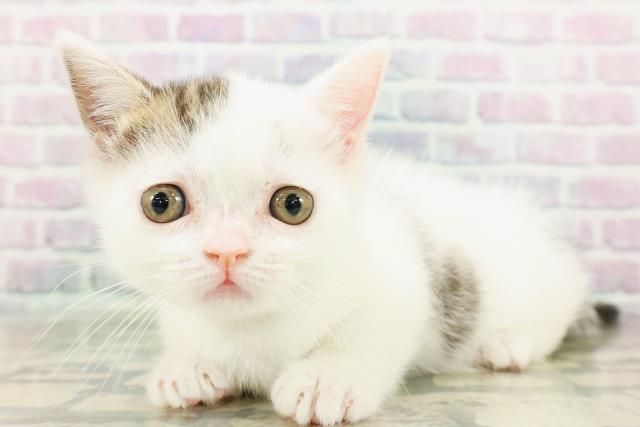 東京都のマンチカン (Coo&RIKU阿佐ヶ谷店/2026年3月4日生まれ/男の子/ブラウンタビーホワイト)の子猫の2枚目の画像