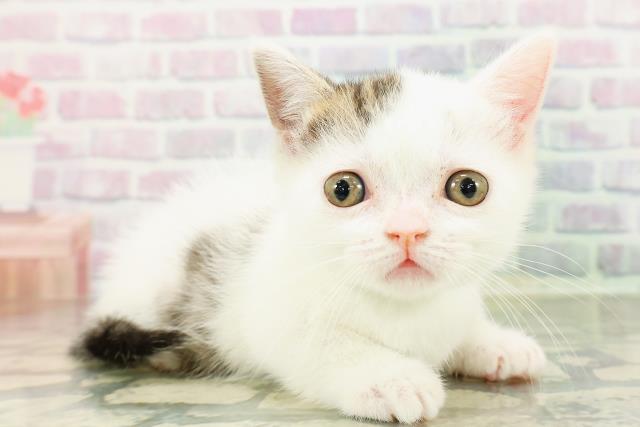 東京都のマンチカン (Coo&RIKU阿佐ヶ谷店/2026年3月4日生まれ/男の子/ブラウンタビーホワイト)の子猫の3枚目の画像