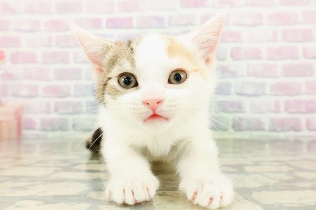 長野県のマンチカン (Coo&RIKU綿半上田店/2026年3月4日生まれ/女の子/キャリコ)の子猫
