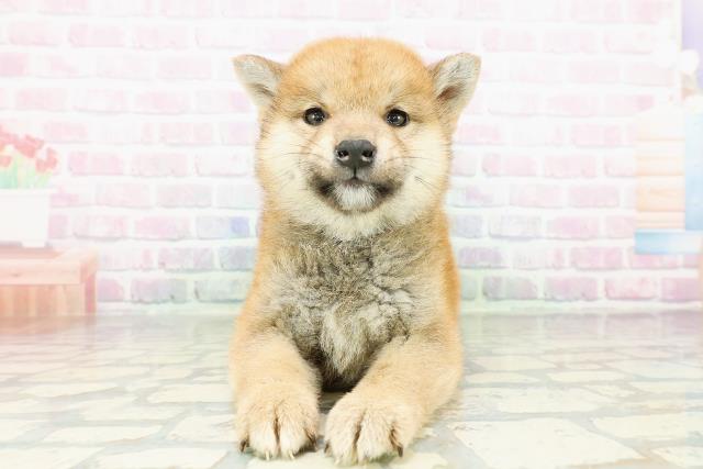 柴犬