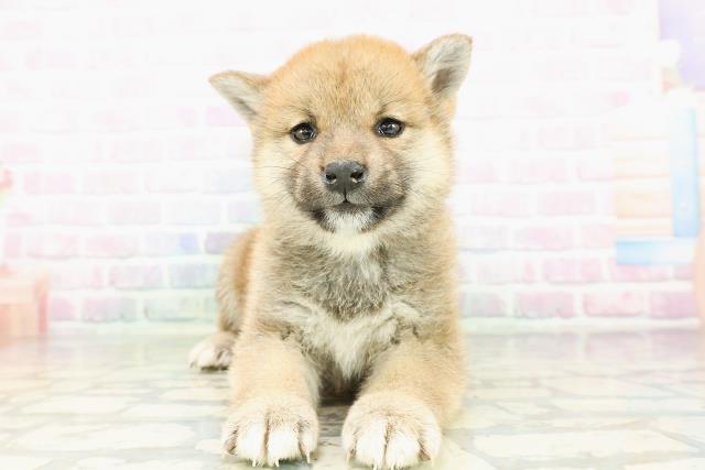 柴犬