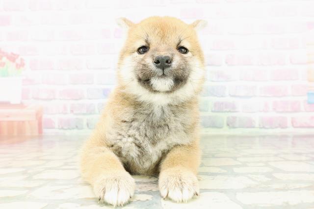 柴犬