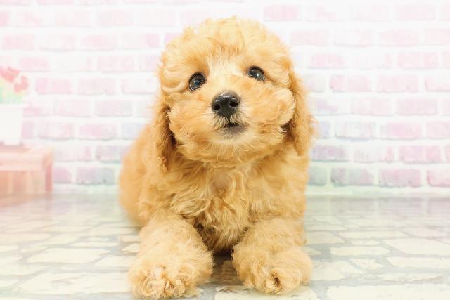 北海道のトイプードル(トイ) (Coo&RIKU札幌西店/2026年3月9日生まれ/男の子/アプリコット)の子犬の1枚目の画像