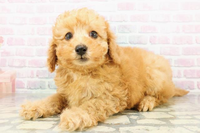 北海道のトイプードル(トイ) (Coo&RIKU札幌西店/2026年3月9日生まれ/男の子/アプリコット)の子犬の2枚目の画像