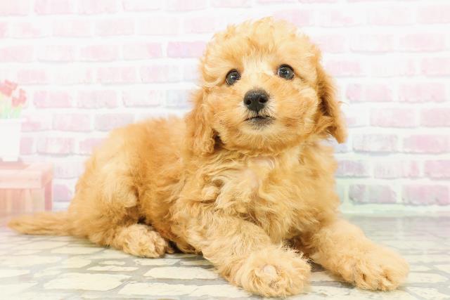 北海道のトイプードル(トイ) (Coo&RIKU札幌西店/2026年3月9日生まれ/男の子/アプリコット)の子犬の3枚目の画像