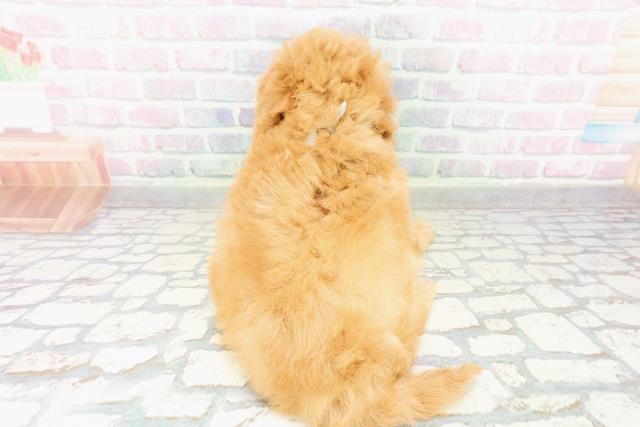 北海道のトイプードル(トイ) (Coo&RIKU札幌西店/2026年3月9日生まれ/男の子/アプリコット)の子犬の4枚目の画像