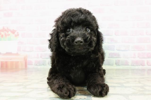 北海道のトイプードル(トイ) (Coo&RIKU岩見沢店/2026年3月9日生まれ/男の子/ブラック)の子犬の1枚目の画像