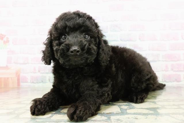 北海道のトイプードル(トイ) (Coo&RIKU岩見沢店/2026年3月9日生まれ/男の子/ブラック)の子犬の2枚目の画像