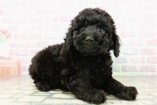 北海道のトイプードル(トイ) (Coo&RIKU岩見沢店/2026年3月9日生まれ/男の子/ブラック)の子犬の3枚目の画像